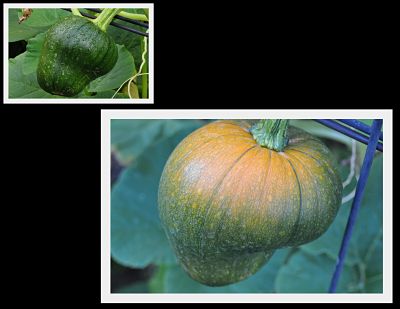 Pumpkin Turning Orange