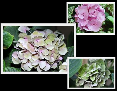 Fading Hydrangea Collage