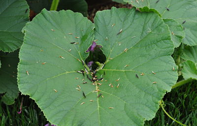 Cosmo Seeds