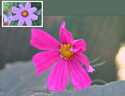 Pink Cosmos