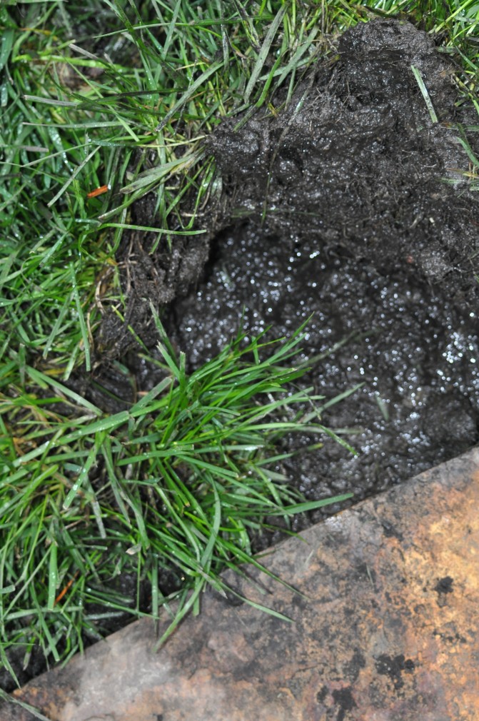 Muddy sod