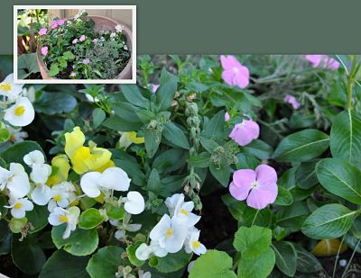 Flowering annuals