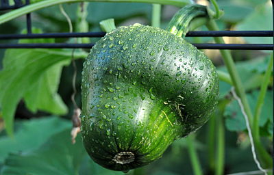 Acorn-shaped pumpkin