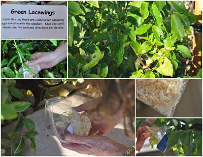 Releasing Lacewing Eggs