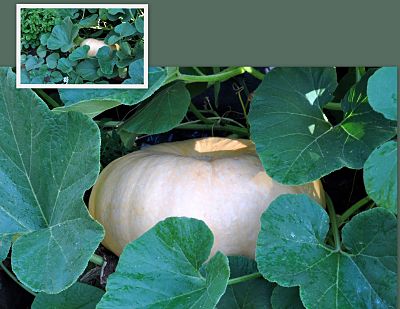 Large Pumpkin