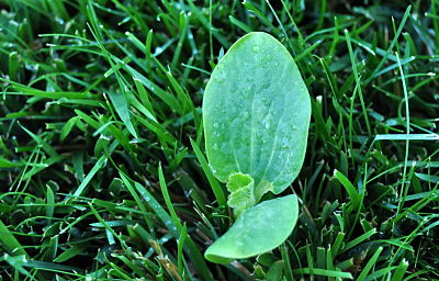 Pumpkin Sprout