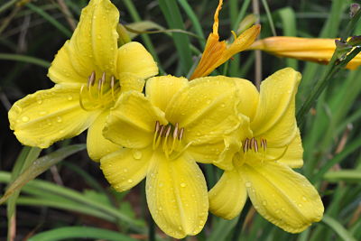 yellow daylillies