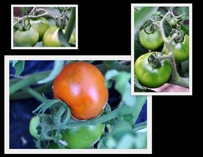 Tomatoes from green to red