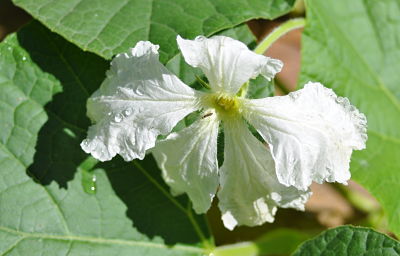 White Birdhouse Gourd Flower