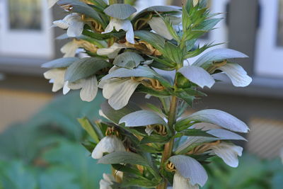 Winchester Mystery House Garden