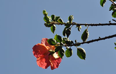 Winchester Mystery House Hibiscus