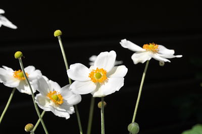 Winchester Mystery House Garden