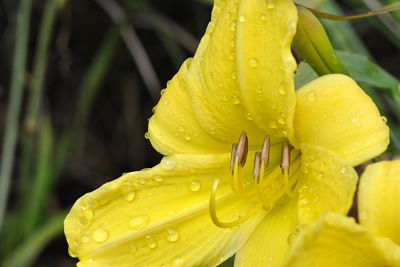 Yellow Daylily