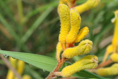 'Harmony' Kangaroo Paws