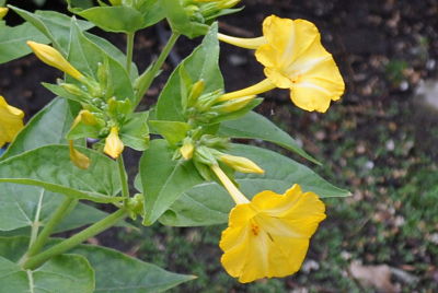 Yellow Wildfowers