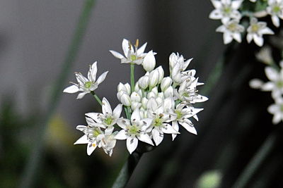 Allium Stellatum or Prairie Onion