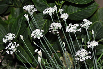Allium Stellatum