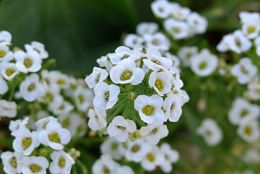 Sweet Alyssum