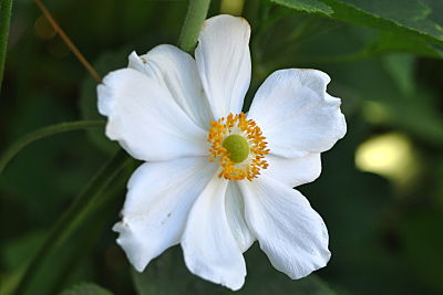 Anemone