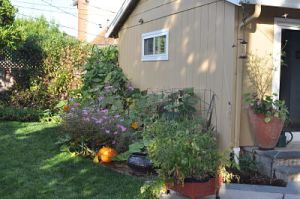 August Vegetable Garden