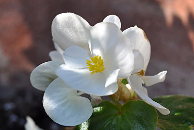 White Begonia
