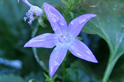 purple bellflower