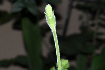 bird house gourd flower bud