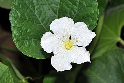 bird house gourd flower