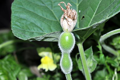 Bird House Gourd Fruit