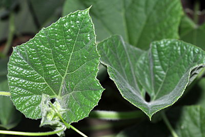 bird house gourd leaves