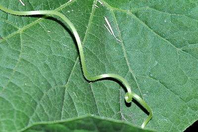 bird house gourd tendril