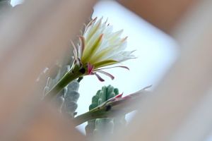 Flowering Cactus