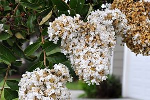 Crepe Myrtle Southern Belle
