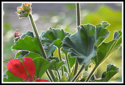 Red Geranium