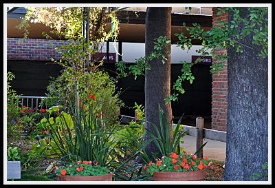 Branham Office Garden