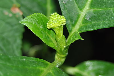 Bud "A"