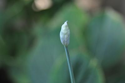 Bud "B"