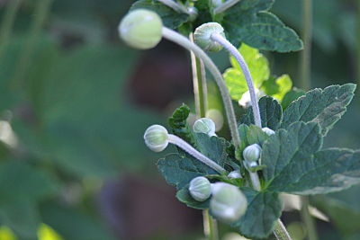 Bud "C"