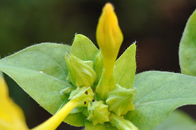 Bud "D"
