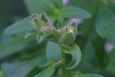 Bud "E"