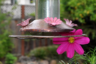hummingbird feeder and Cosmo