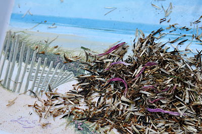 Cosmo seeds