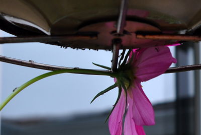 Ants climb the Cosmo