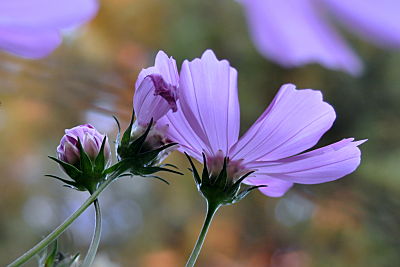 Cosmos looking up