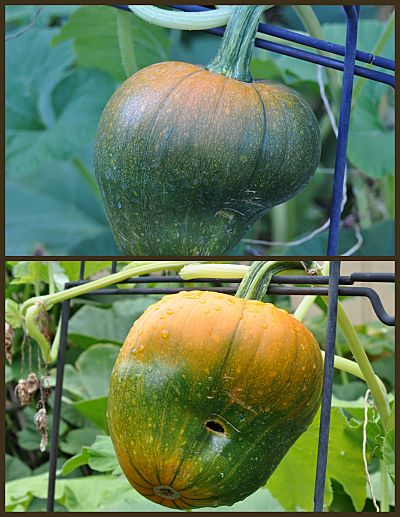 Split pumpkin