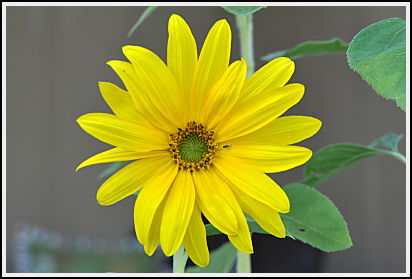 Sunflower with small center