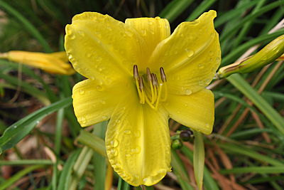 Yellow Daylily