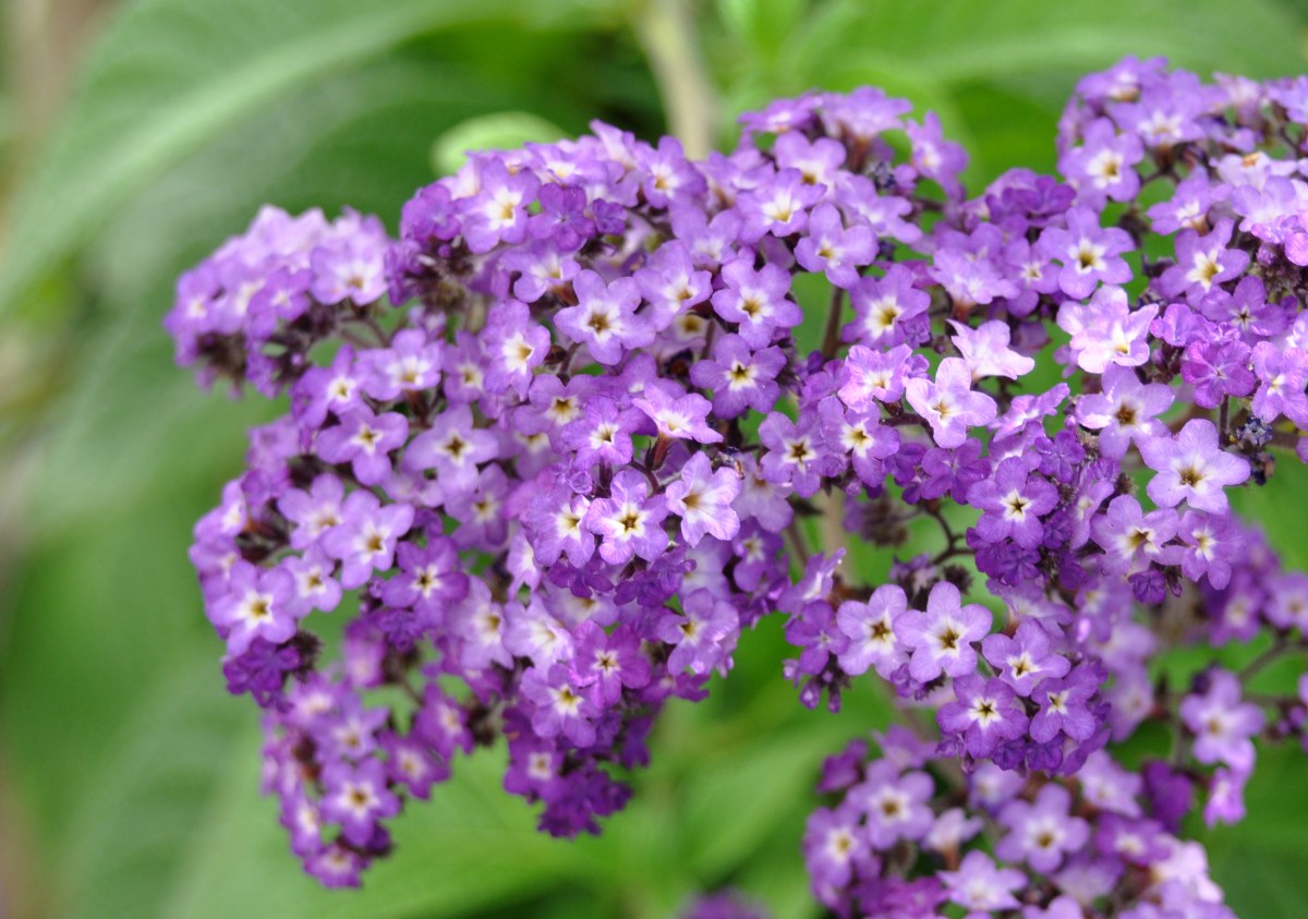 Purple Heliotrope