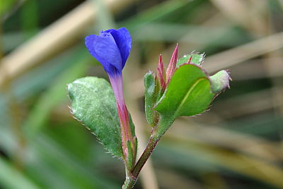 Dwarf Plumbago