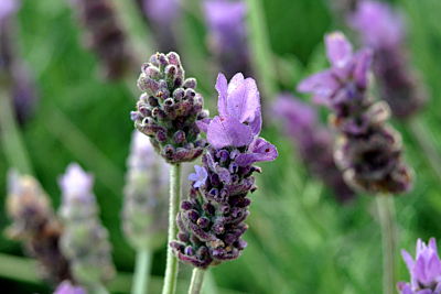 English Lavender